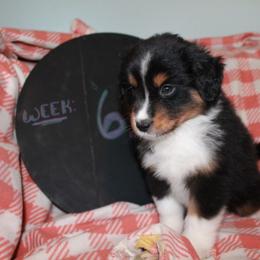 Travis - Black tri Miniature American Shepherd puppy in Meadows Of Dan, Virginia from Nashira