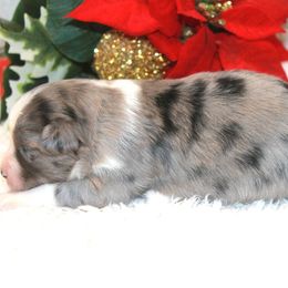 Gypsy - Blue merle female Miniature Australian Shepherd puppy in Ionia, Iowa from Sapphire Stables