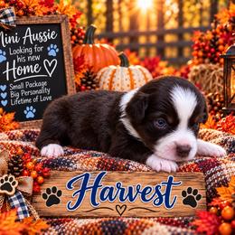 Boy 2 - Red tri male Miniature Australian Shepherd puppy in Idalou, Texas from Lonesome Pine Mini Aussies