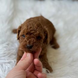 Romeo - Red male Cavapoo puppy in Hardin, Texas from Oodlesoflildoodles