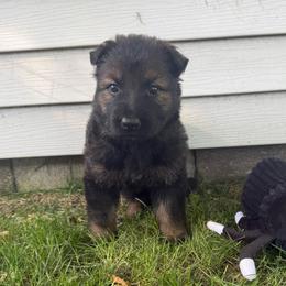 Indy - Sable female German Shepherd puppy in Pennock, Minnesota from Shakopee Creek German Shepherds