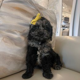 Violet - Merle female Cockapoo puppy in Tampa, Florida from Designer Puppy Boutique