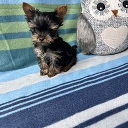 Yorkshire Terrier Puppies from Jill Brown