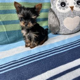 Yorkshire Terrier Puppies from Jill Brown