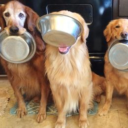 Golden Retrievers from Rusty Creek Retrievers