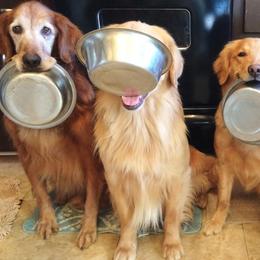 Golden Retrievers from Rusty Creek Retrievers