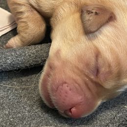 Female 4th Pick - Yellow Labrador Retriever puppy in Muskegon, Michigan from Punches Paws Labradors
