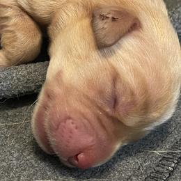 Female 4th Pick - Yellow Labrador Retriever puppy in Muskegon, Michigan from Punches Paws Labradors