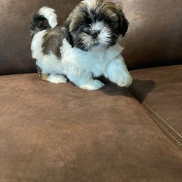 "female 7 weeks old" Lhasa Apso All Grown Up from Denice Fleshman's Lhasa Apsos