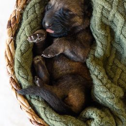 German Shepherd Puppies from Platz German Shepherds