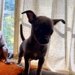 Bluey - Blue male Chihuahua puppy in Hackleburg, Alabama from Clements Chihuahua