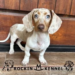 Pearl - Dachshund