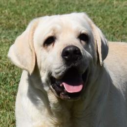 Ed - Labrador Retriever