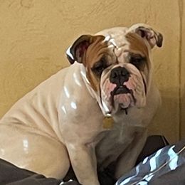 Iris - Bulldog