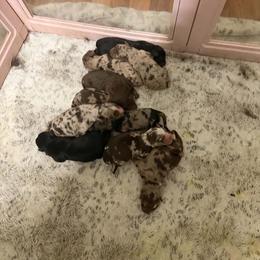 Pocus - Red female Australian Shepherd puppy in Macon, Georgia from Shaina’s Shepherds