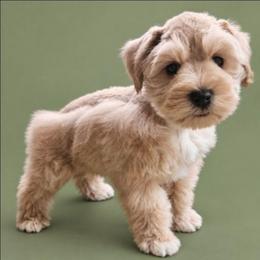Copper 6 weeks - White male Miniature Schnauzer puppy in Lumberton, Texas from 1 Smart Choice Schnauzers Babies