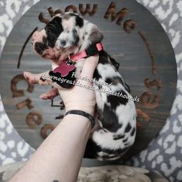 Pink Collar - Harlequin female Great Dane puppy in Alton, Illinois from Show Me Great Danes and Basset Hounds
