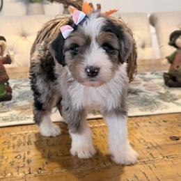 Amber - Blue merle female Aussiedoodle puppy in Cartersville, Georgia from Simply Blessed Doodles