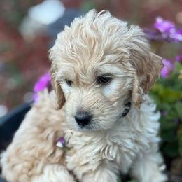 White Boy - Cream male Goldendoodle puppy in Colorado Springs, Colorado from Pikes Peak Doodles