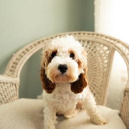 Dolly - Cavapoo