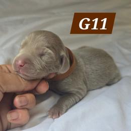B11 - Gray female Weimaraner puppy in Frostproof, Florida from Waggin' Weims