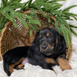 Dachshund Puppies from Down The Hill Potterdale
