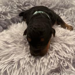 Angel Grace - Black and tan female Airedale Terrier puppy in Huntersville, North Carolina from Cool Hand Luke Kennels