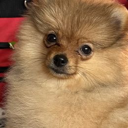 Bailey - Orange sable female Pomeranian puppy in Clovis, California from Netzi Poms