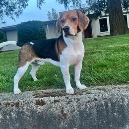 Major - Beagle