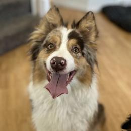 Novi - Australian Shepherd