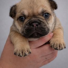 Nugget - Fawn and white female French Bulldog puppy in Kerens, West Virginia from Leather & Lace