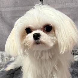Amigo - White male Maltese puppy in San Diego, Temecula, Ontario, California from Yorkie & Maltese Royalty