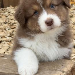 Serrano - Red tri-color male Australian Shepherd puppy in Kearney, Nebraska from Helix Aussies