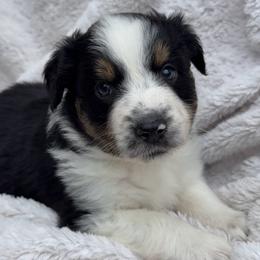 Gilly - Black tri female Miniature Australian Shepherd puppy in Murfreesboro, Tennessee from Skye’s Waggin’ Aussies