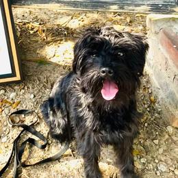 Jazzy - Miniature Schnauzer