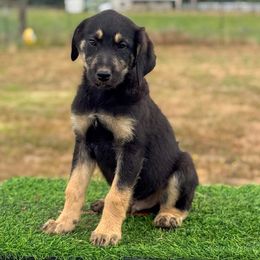 Black collar - Brindle male Anatolian Shepherd Dog puppy in Spokane, Washington from 4D Cattle Dogs