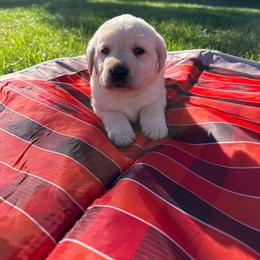Maple- Orange collar- third pick yellow male - Yellow male Labrador Retriever puppy in Isanti, Minnesota from Four Corners Family Labs