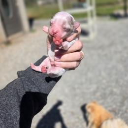 Lucky - Blue merle male Pomeranian puppy in Chattanooga, Tennessee from Valley Poms