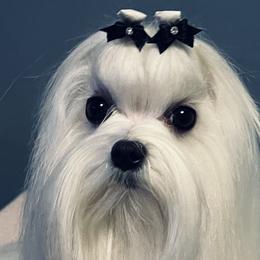 ViVi - Maltese