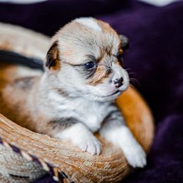 Pembroke Welsh Corgi Puppies from Fuzzy Butt Corgis