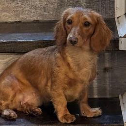 Sansa - Dachshund
