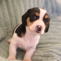 Black Collar Male - Piebald male Dachshund puppy in Tennessee from Garage Door Kennels