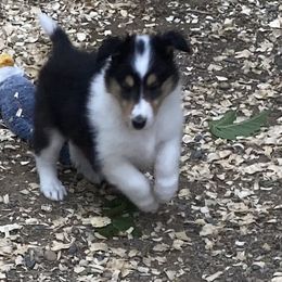 Alaska - Black white and tan male Collie puppy in Raton, New Mexico from Lovely Heart Collies