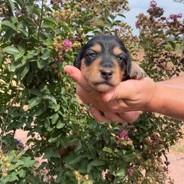 Peter - Black and tan male Dachshund puppy in Ramona, Oklahoma from Schmitt Dachshunds