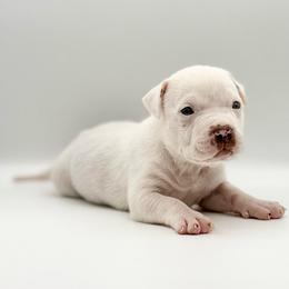 Bianca - White female American Bully puppy in Conroe, Texas from Titanium Kilo Kennels Texas