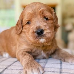 Charm - Red  female Goldendoodle puppy in Calvin, Oklahoma from BellaDoodles