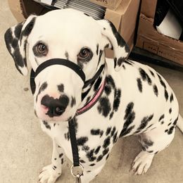 Diva - Dalmatian