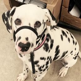 Diva - Dalmatian