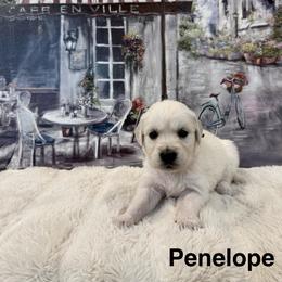 Penelope - Light golden female Golden Retriever puppy in Conroe, Texas from Tails of Cypress