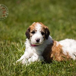 Bernedoodle, Saint Berdoodle, and Sheepadoodle Puppies from Yankee Doodle Puppies